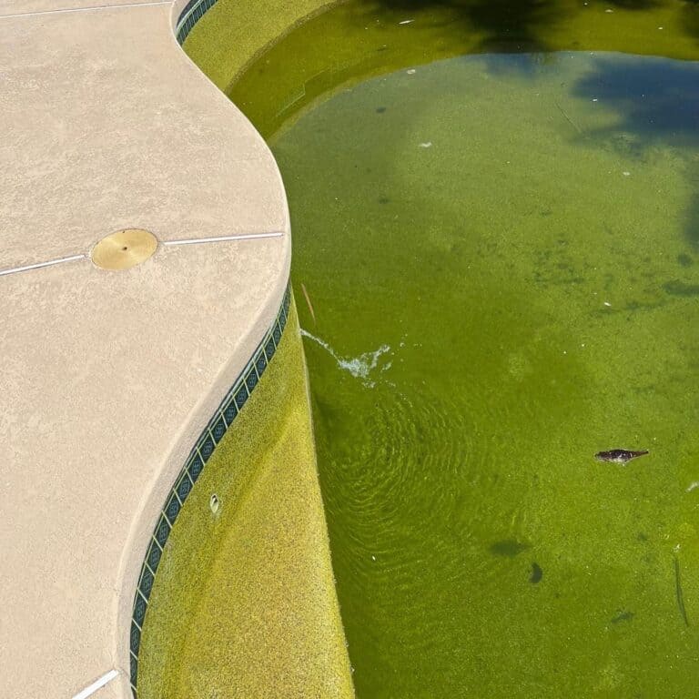 Why Is My Pool Green?